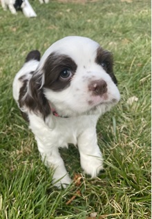 Cuddle-A-Cocker photo