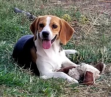 Whispering Willow Beagles photo