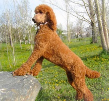 Colorado Red Royal Standard Poodles photo