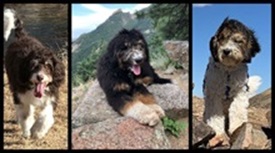 Linder Labradoodles & Bernedoodles photo