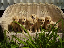 Mountain Pine Goldens photo
