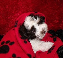 Cottonwood Puppies photo
